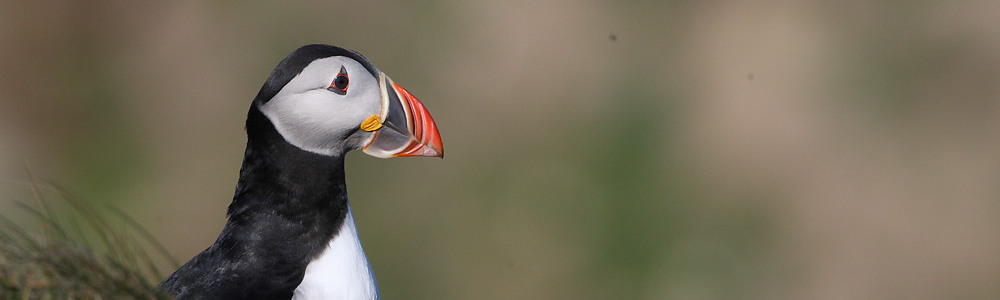 Baltasound Hotel, walkers are welcome