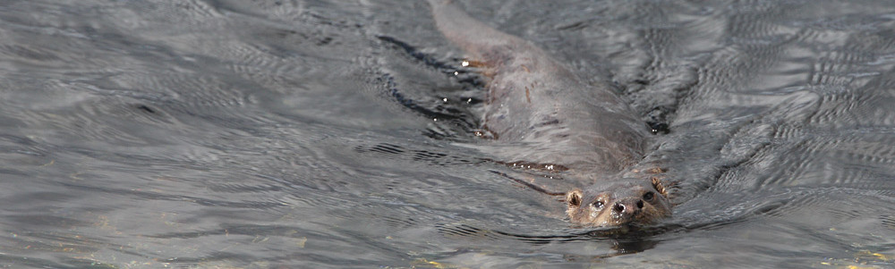 Baltasound Hotel, Keen of Hamar National Nature Reserve