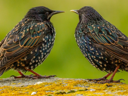Baltasound Hotel, Starlings