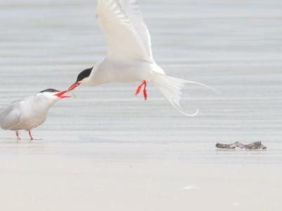 Baltasound Hotel, Arctic terns at Sandwick