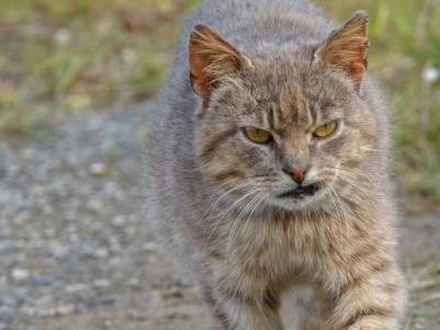 Baltasound Hotel, Feral cat