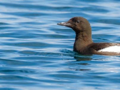 Baltasound Hotel, Black Guillemot at Baltasound