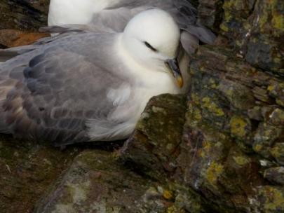 Baltasound Hotel, Fulmar at Harmaness