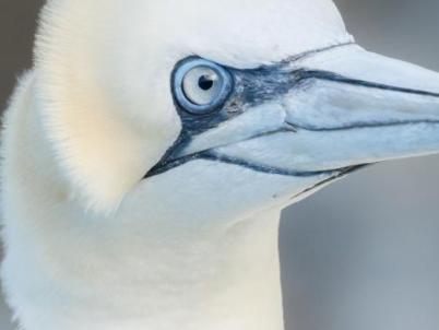 Baltasound Hotel, Gannet at Hermaness
