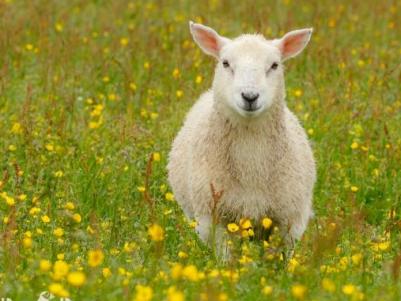 Baltasound Hotel, Lamb at Westing