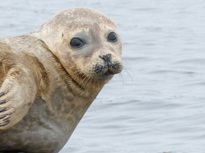 Baltasound Hotel, seal at Unst