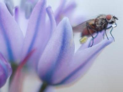 Baltasound Hotel, Keen of Hamar