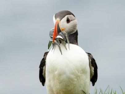 Baltasound Hotel, Puffin at Hermaness