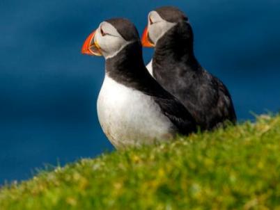 Baltasound Hotel, Puffin at Hermaness