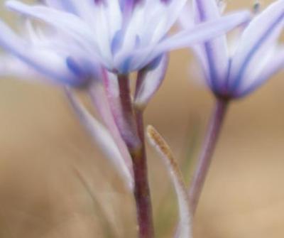 Baltasound Hotel, Keen of Hamar