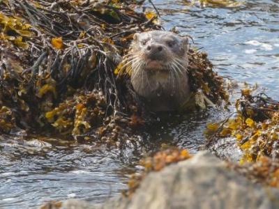 Baltasound Hotel, Otter at Baltasound