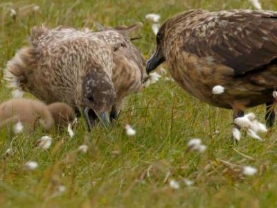Baltasound Hotel, Bonxie family