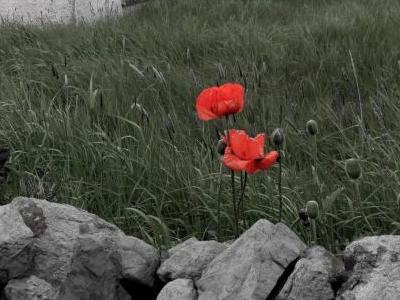 Baltasound Hotel, Poppy at Shetland Croft Unst