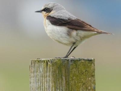 Baltasound Hotel, Wheatear