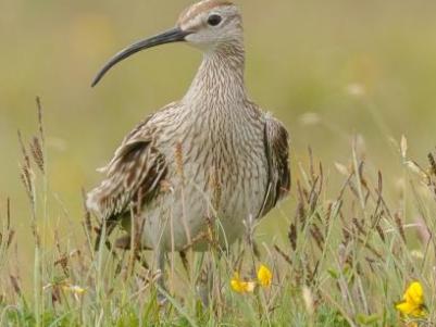 Baltasound Hotel, Whimbrel at Unst