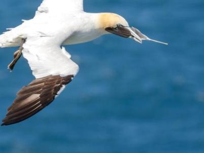 Baltasound Hotel, Gannet at Hermaness