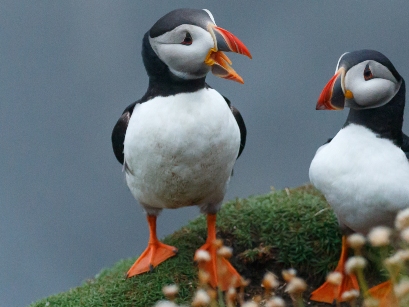 Baltasound Hotel, Puffins at Unst
