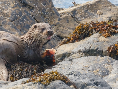 Baltasound Hotel, Otter at Baltasound