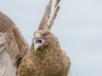 Baltasound Hotel, Bonxies at Saxa Vord